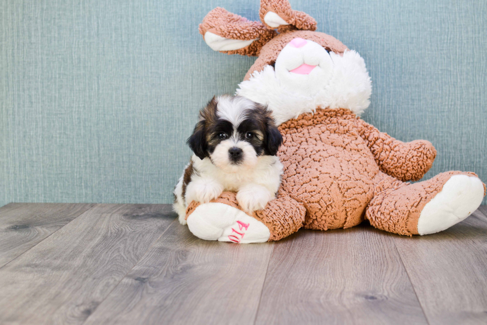 Teddy Bear Pup Being Cute