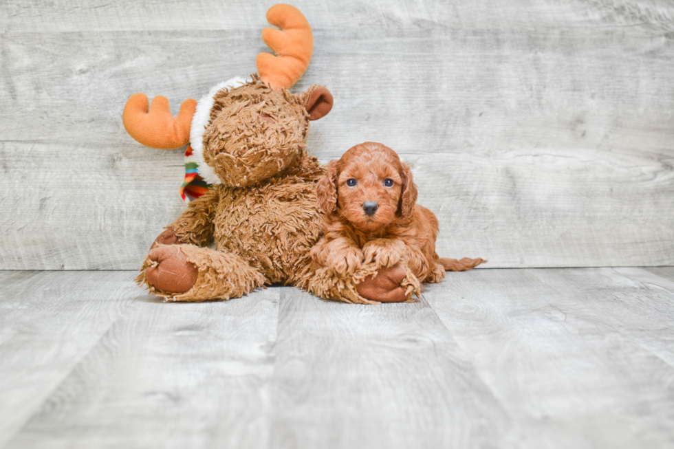 Energetic Golden Retriever Poodle Mix Puppy