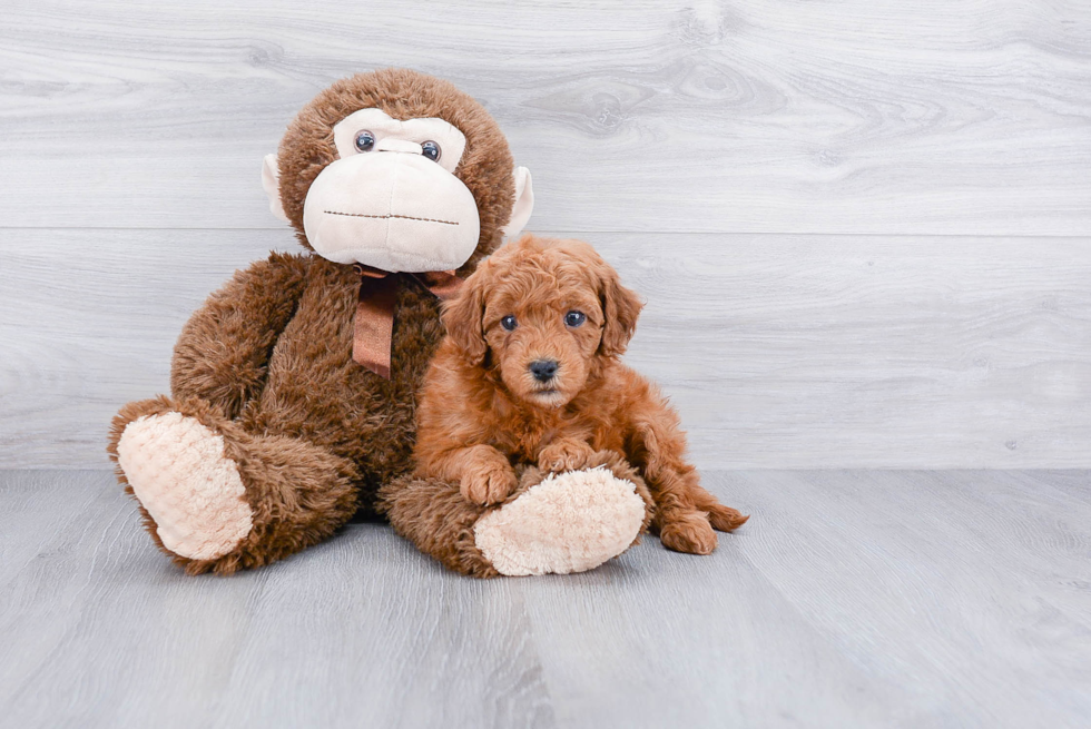 Best Mini Goldendoodle Baby