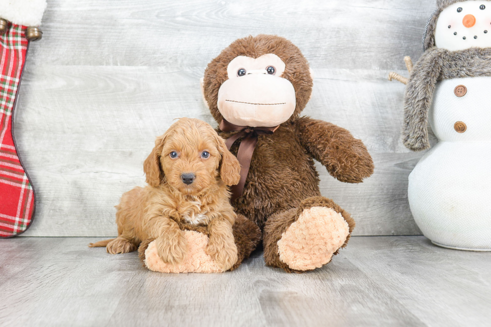 Mini Goldendoodle Pup Being Cute