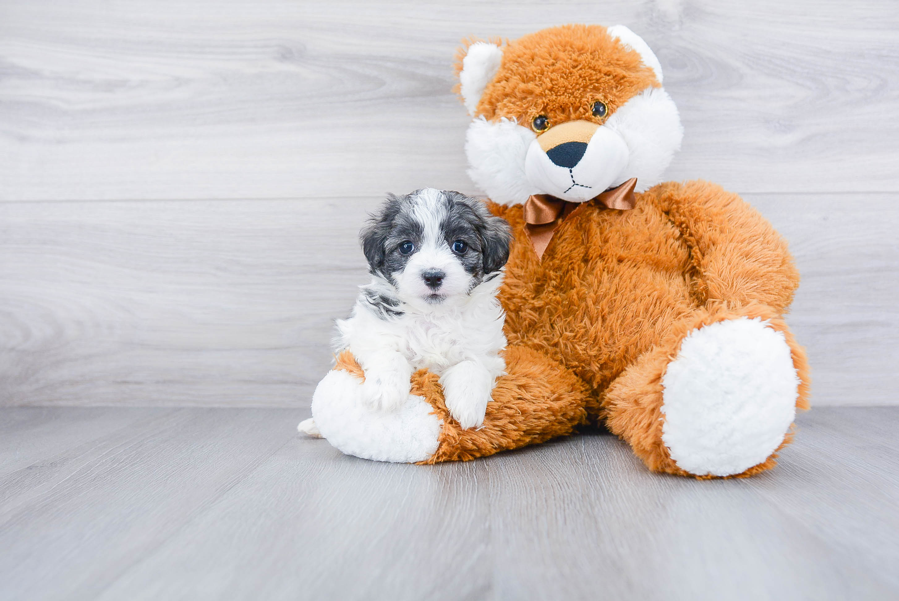 Maltipoo Puppy for Adoption