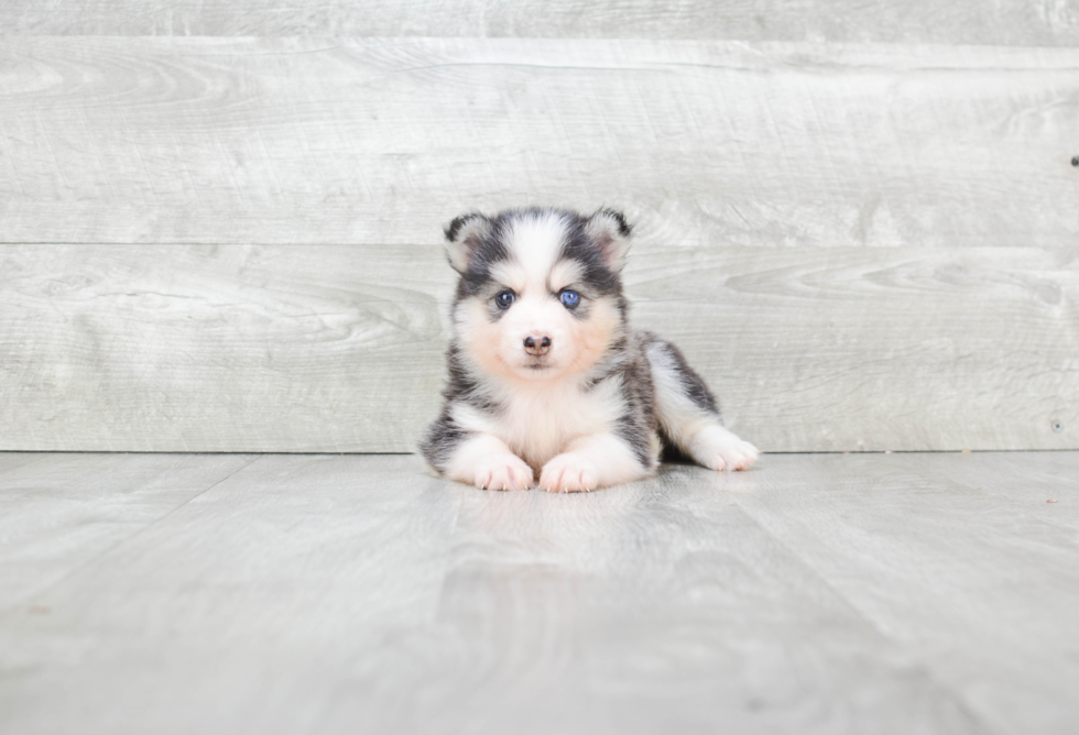 Cute Pomsky Baby