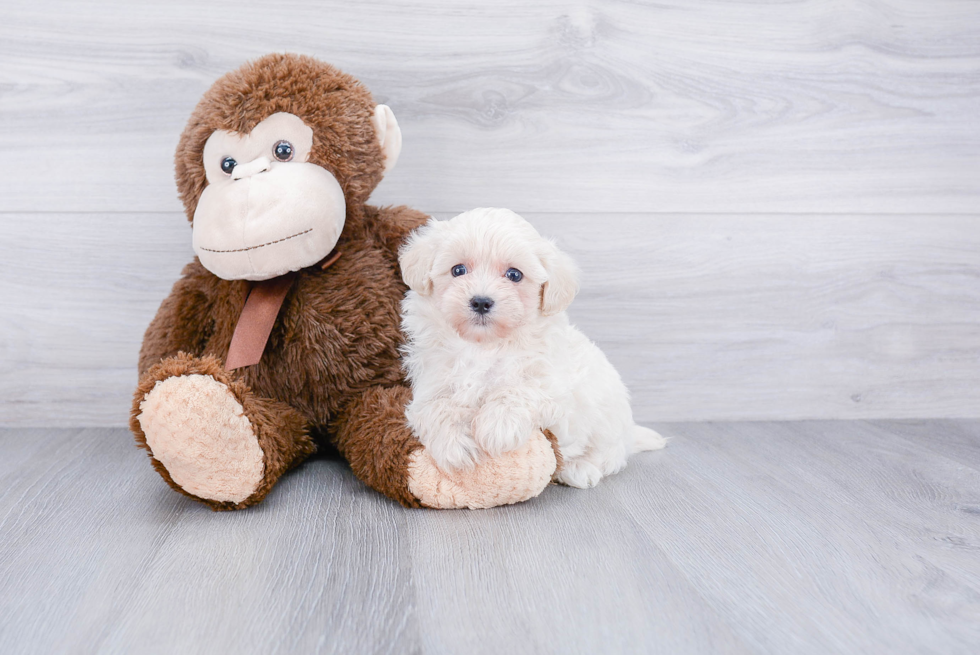 Maltipoo Pup Being Cute