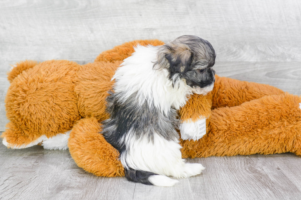 Adorable Havanese Purebred Puppy