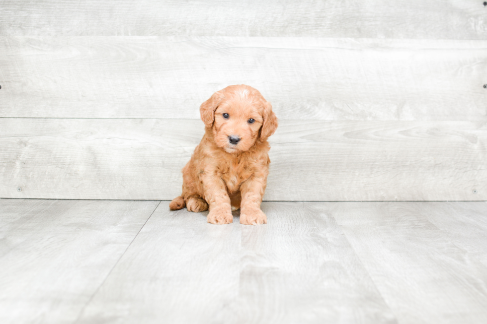 Small Mini Goldendoodle Baby