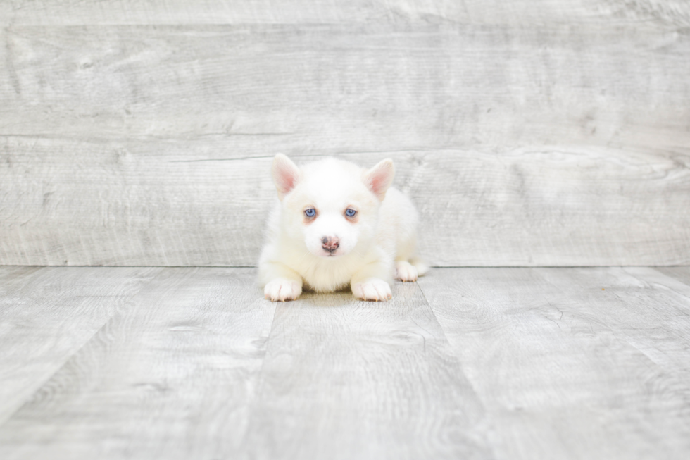 Petite Pomsky Designer Pup