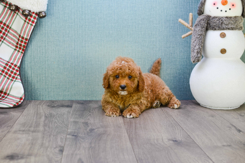 Hypoallergenic Golden Retriever Poodle Mix Puppy