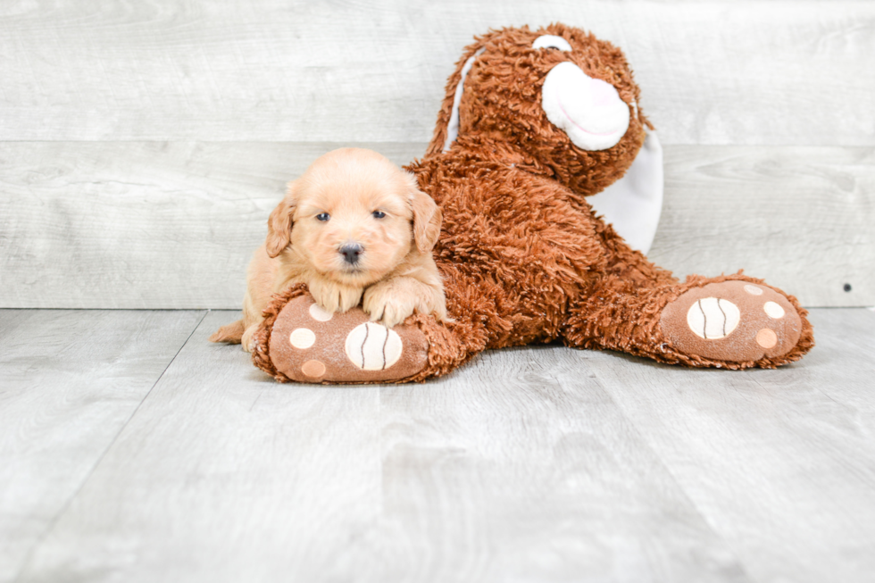 Friendly Mini Goldendoodle Baby