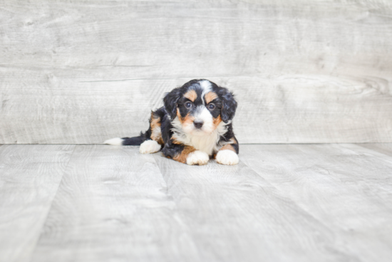 Best Mini Bernedoodle Baby