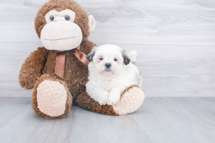 Teddy Bear Pup Being Cute