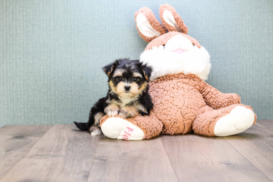 Small Morkie Baby