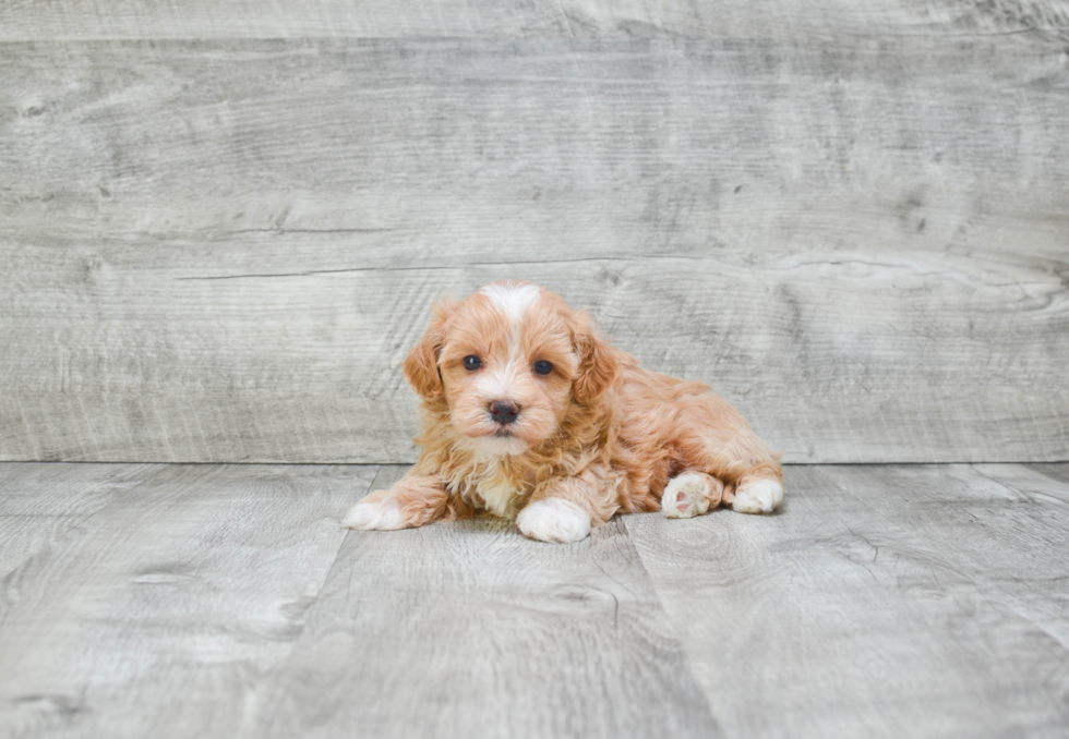 Maltipoo Puppy for Adoption