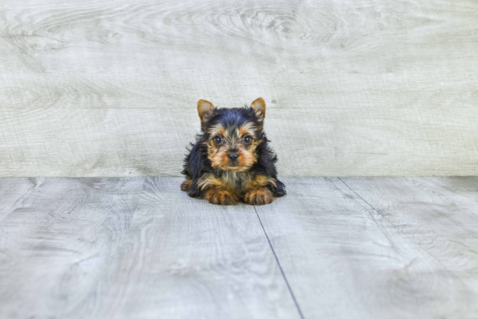 Meet Tinkerbell - our Yorkshire Terrier Puppy Photo 