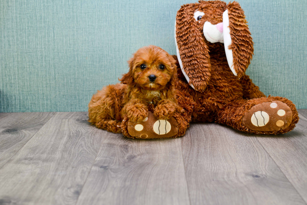 Happy Cavapoo Baby