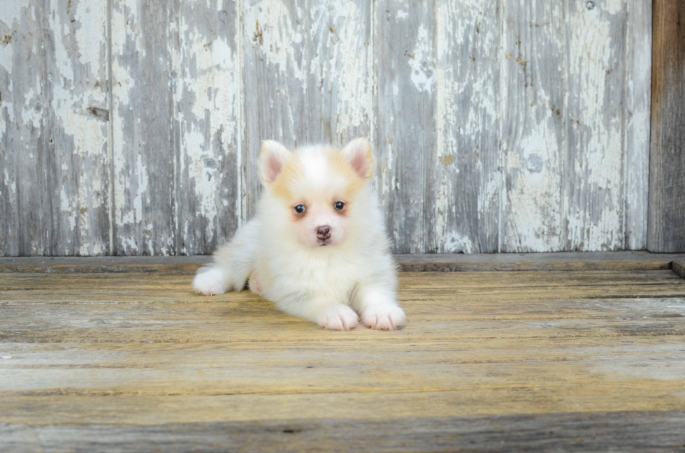 Pomsky Pup Being Cute