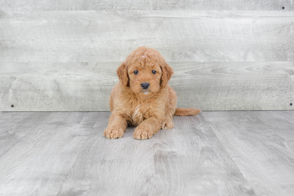 Friendly Mini Goldendoodle Baby