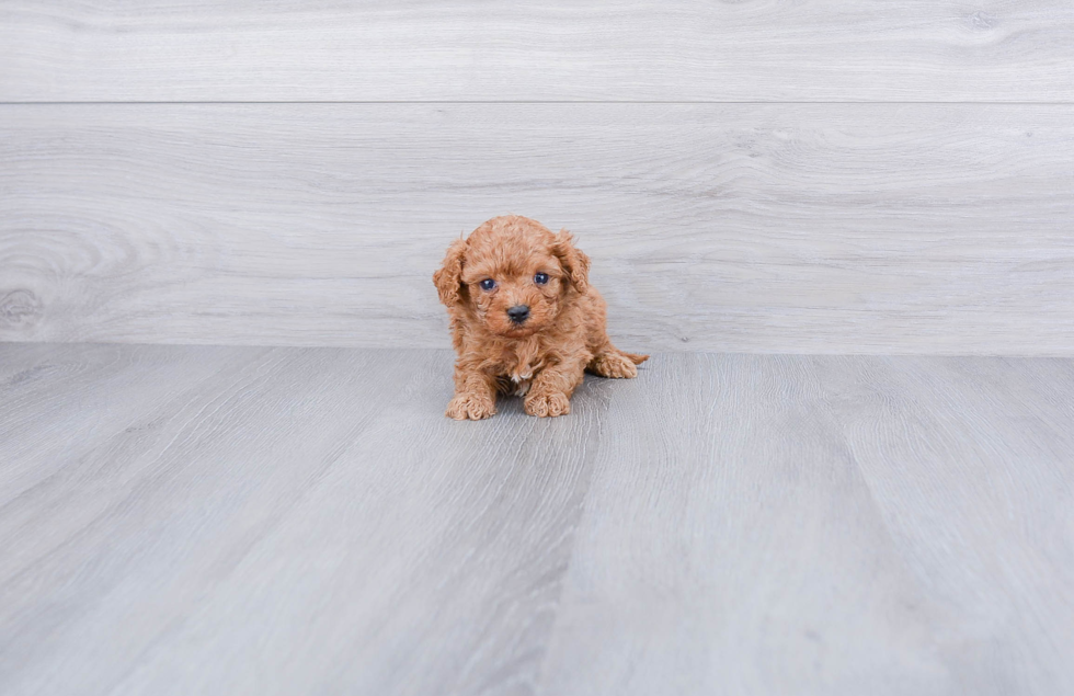 Petite Cavapoo Poodle Mix Pup