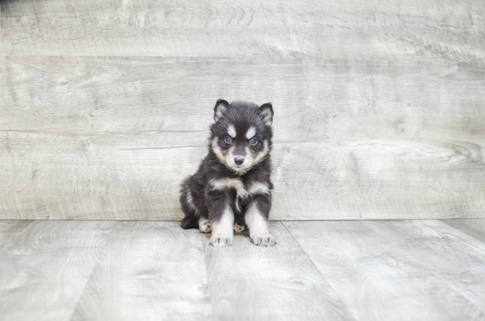 Energetic Mini Husky Designer Puppy