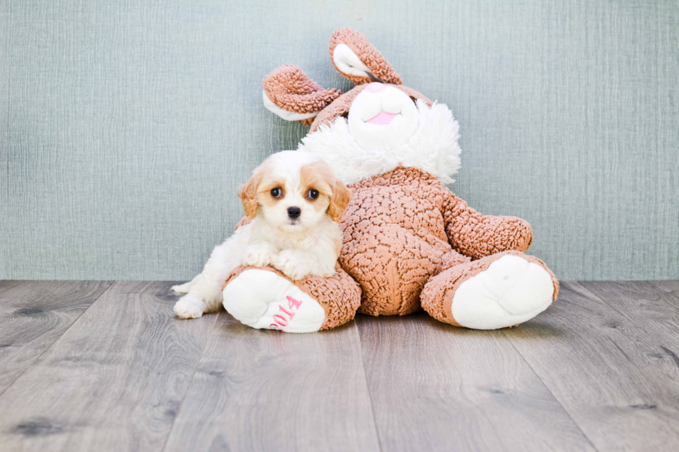 Cavachon Pup Being Cute