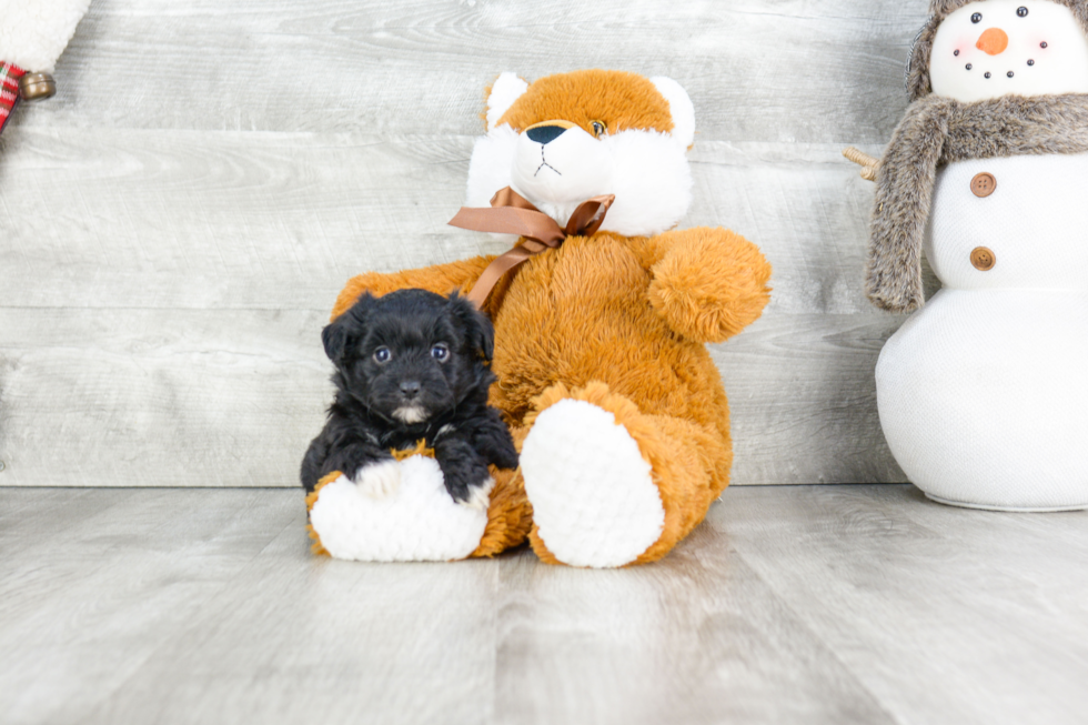 Smart Mini Aussiedoodle Poodle Mix Pup