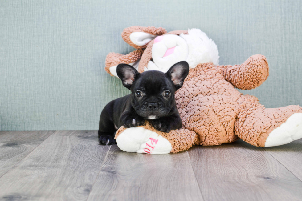 French Bulldog Puppy for Adoption