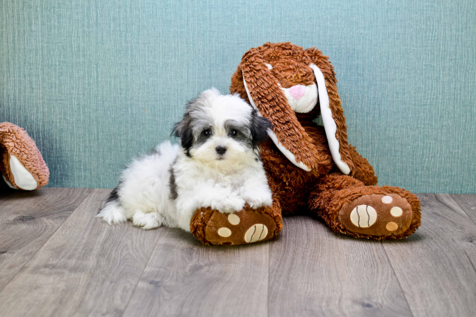 Little Havanese Baby