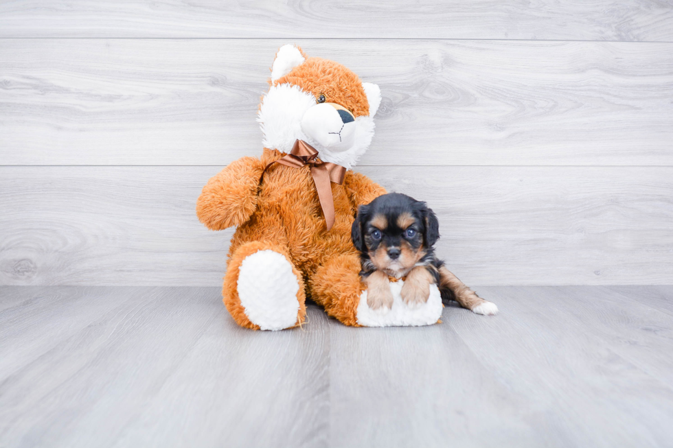 Best Cavalier King Charles Spaniel Baby