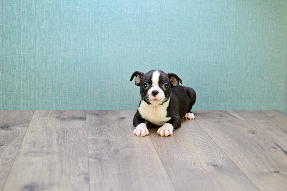 Happy Boston Terrier Purebred Puppy