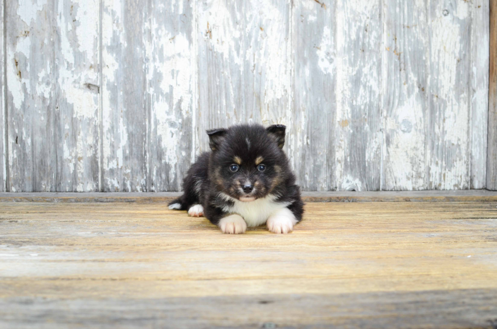 Cute Pomsky Baby