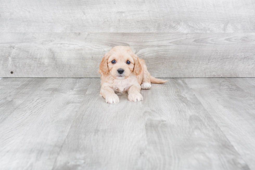 Popular Cavapoo Poodle Mix Pup