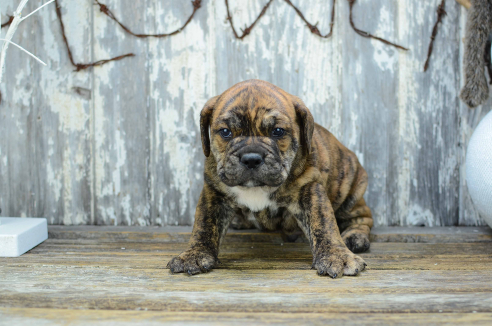 Best English Bulldog Baby