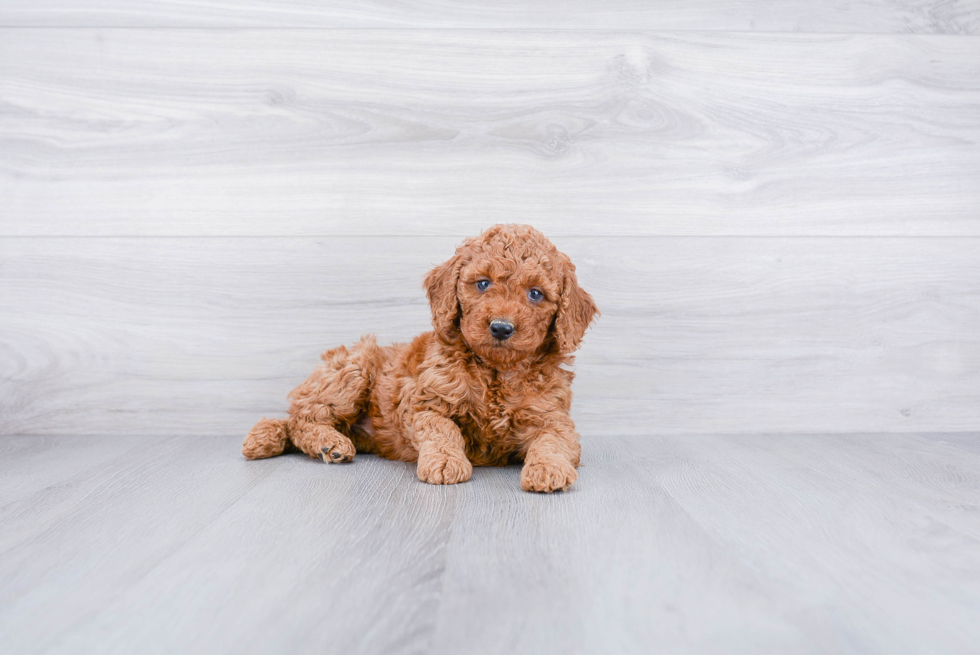 Sweet Mini Goldendoodle Baby