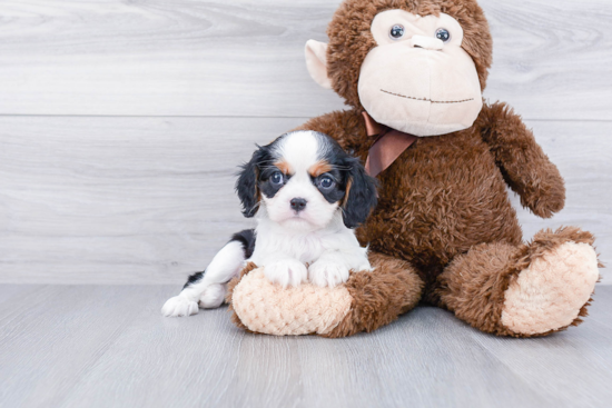 Best Cavalier King Charles Spaniel Baby