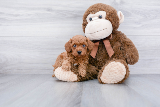 Mini Goldendoodle Pup Being Cute