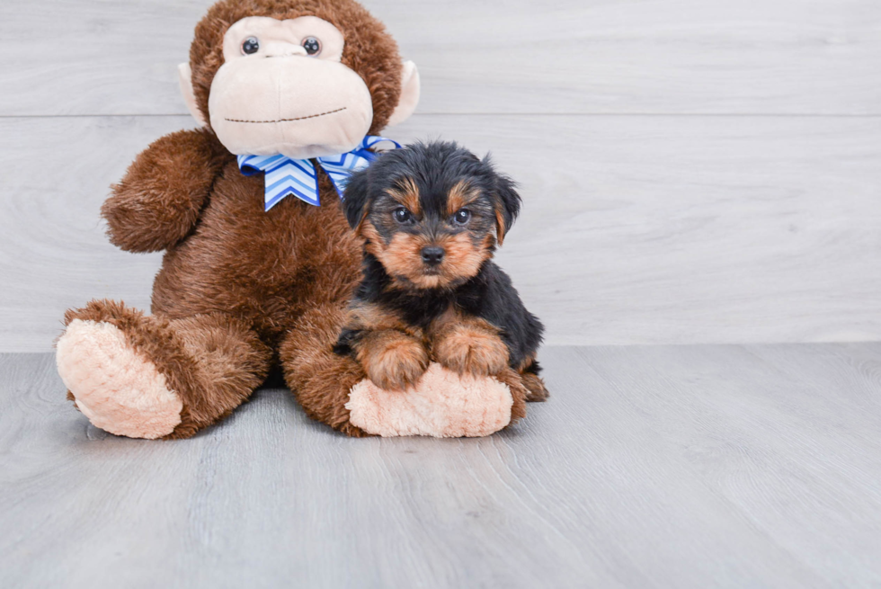 Meet Zoro - our Yorkshire Terrier Puppy Photo 