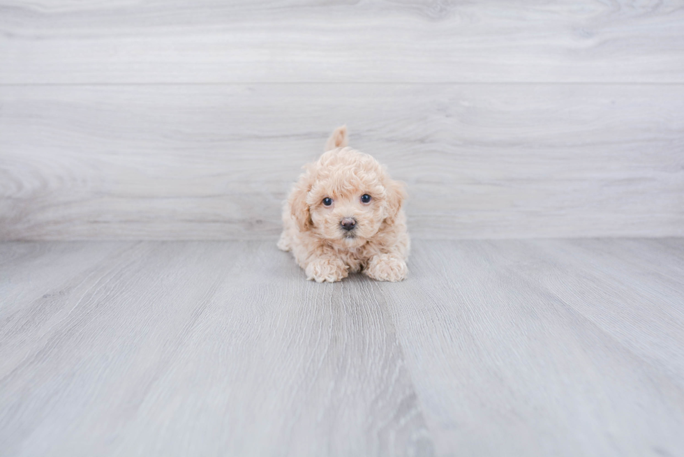 Maltipoo Pup Being Cute