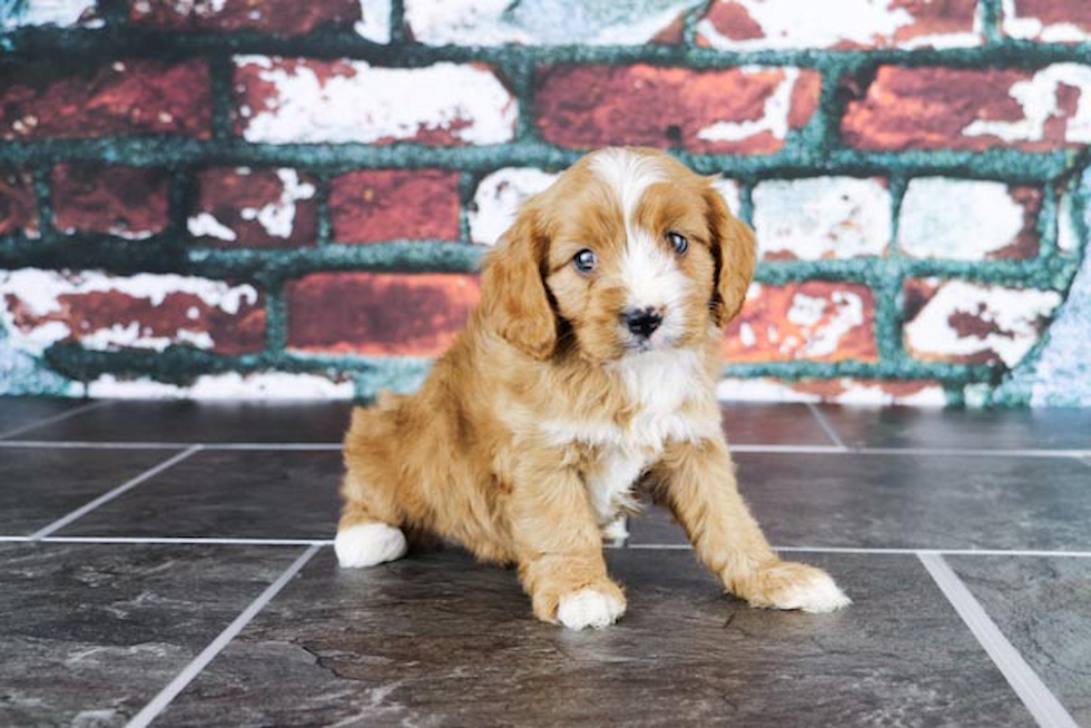 Cavapoo Puppy for Adoption