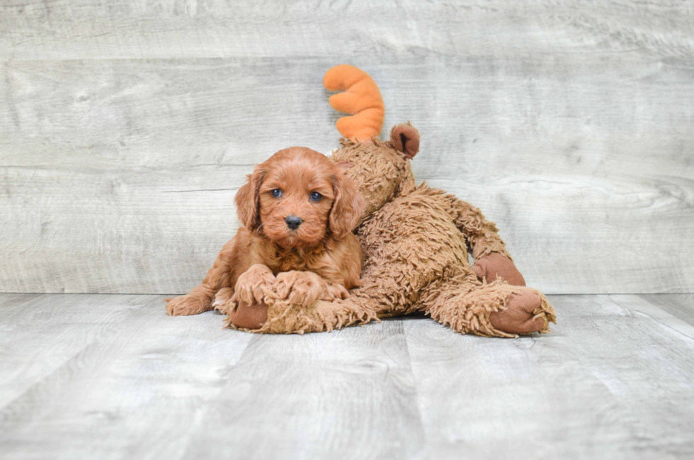 Best Cockapoo Baby