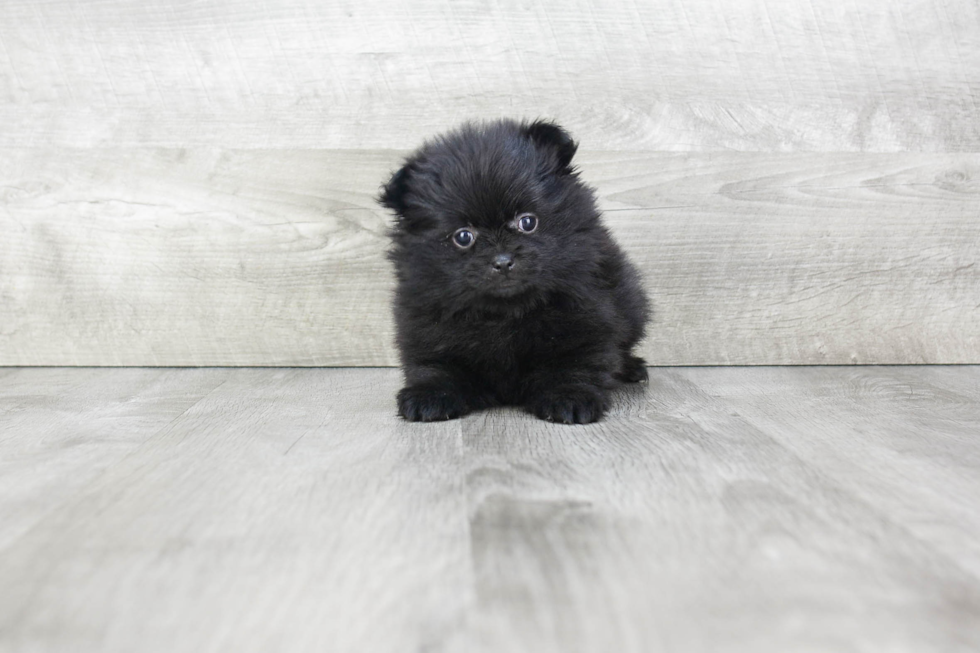 Hypoallergenic Pomeranian Baby