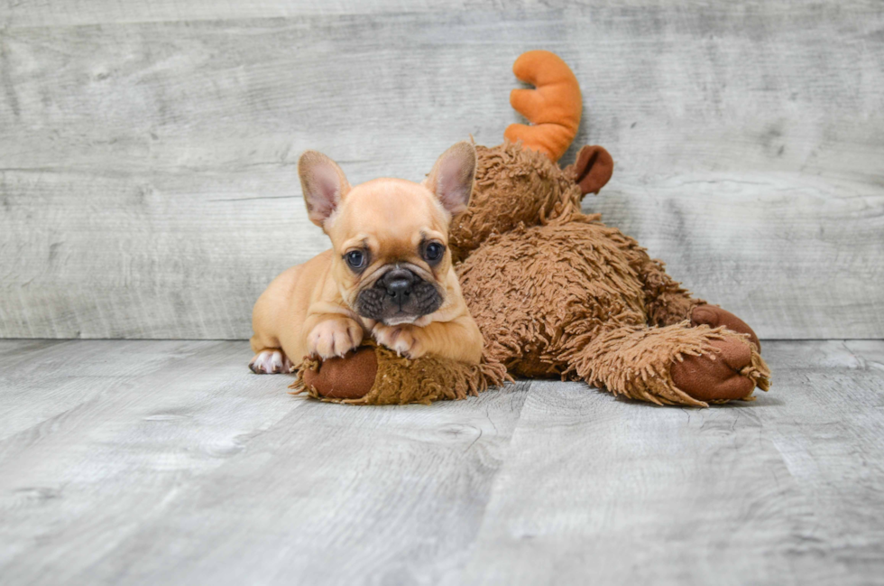 Sweet Frenchie Purebred Puppy