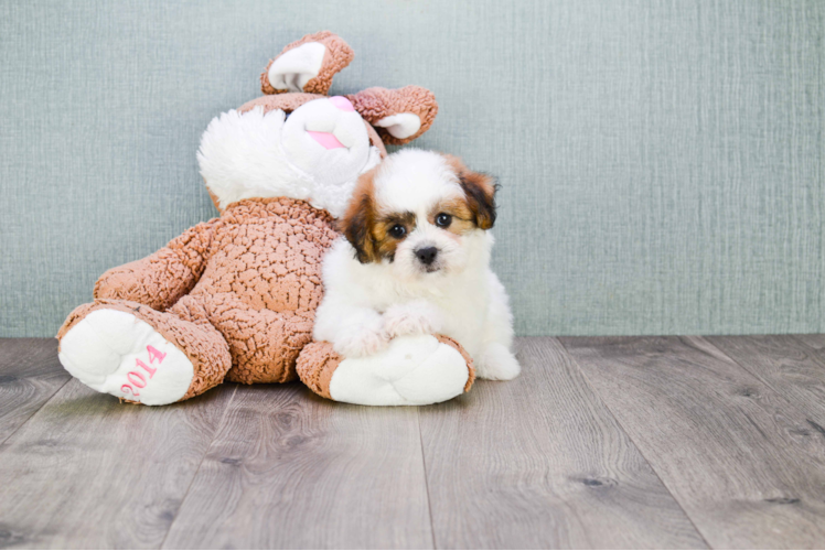 Teddy Bear Pup Being Cute