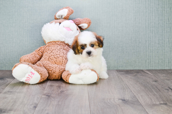 Teddy Bear Pup Being Cute