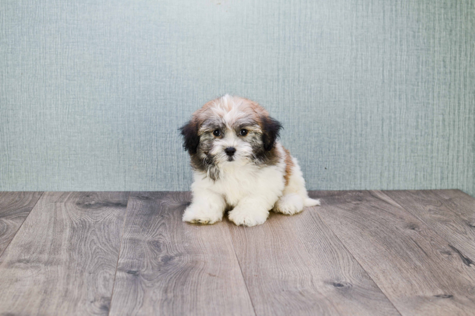 Havanese Pup Being Cute