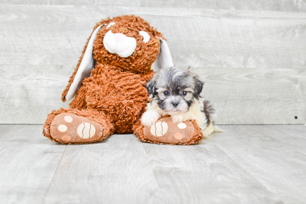 Happy Teddy Bear Baby