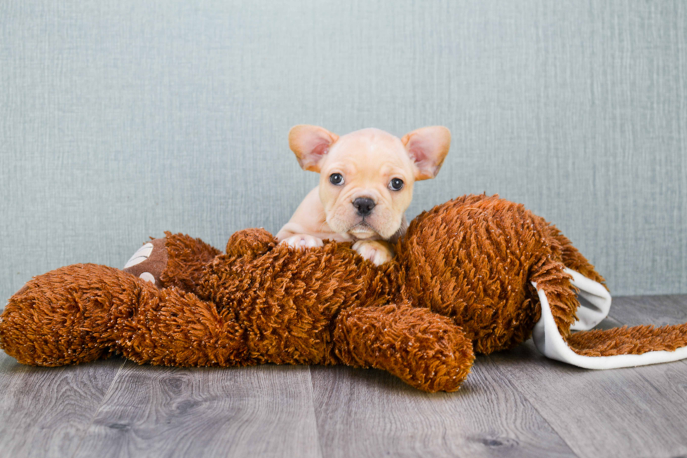 French Bulldog Pup Being Cute