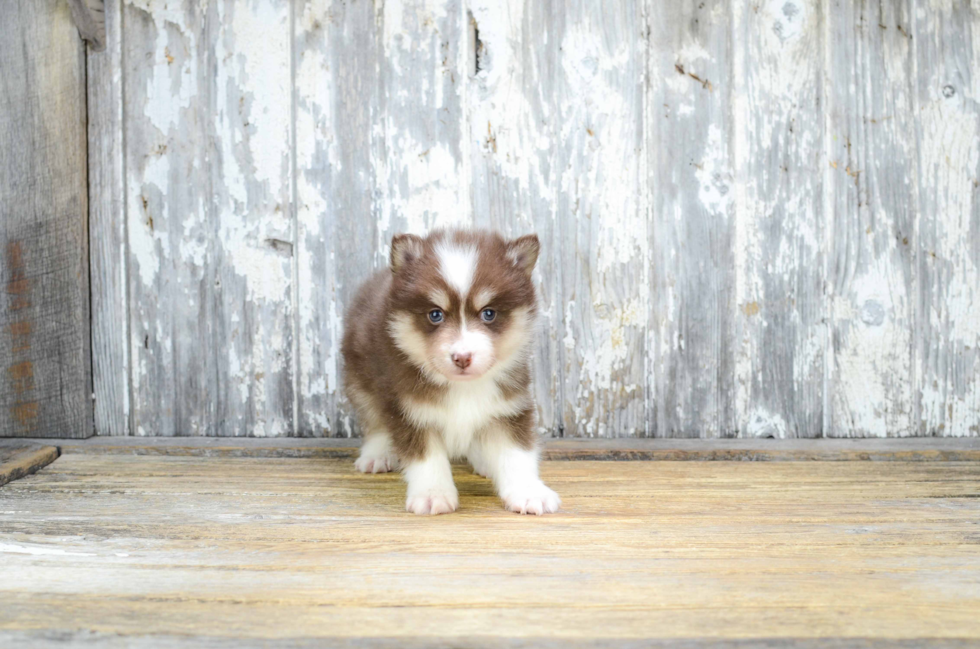 Funny Pomsky Designer Pup