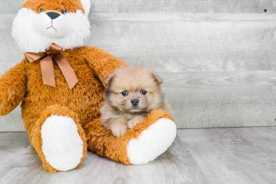 Playful Pomeranian Baby