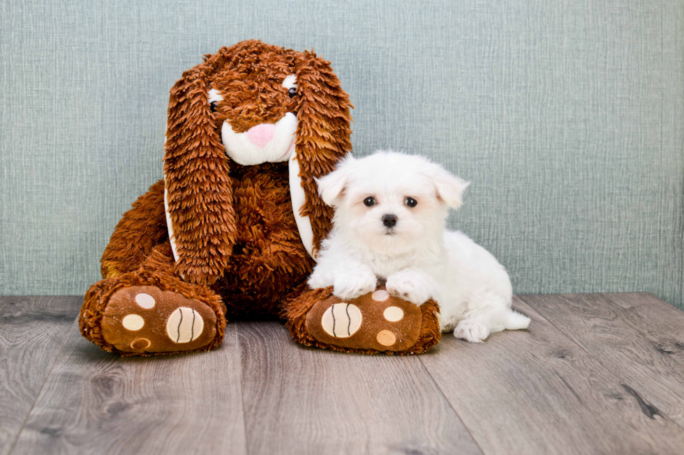 Maltese Pup Being Cute