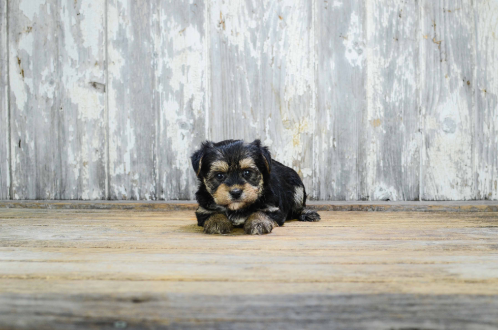 Small Morkie Baby