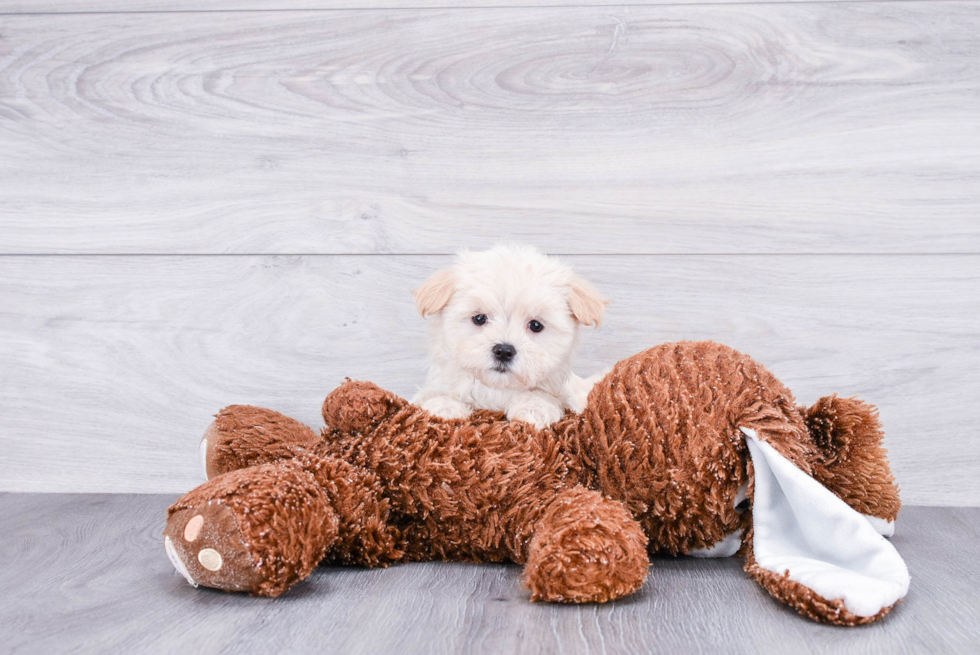 Maltipoo Pup Being Cute